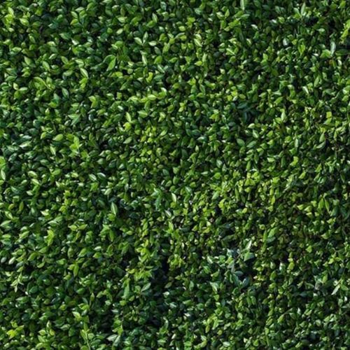 Grass Wall Print 