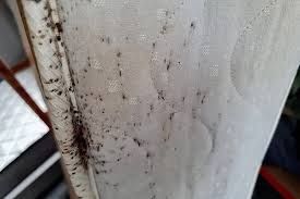 Bed Bug Extermination