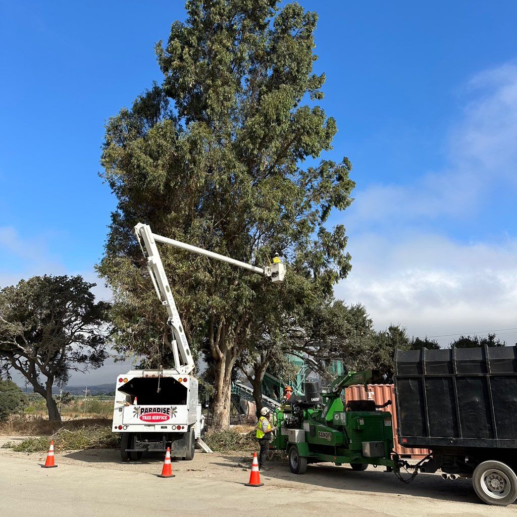 Paradise Tree Service