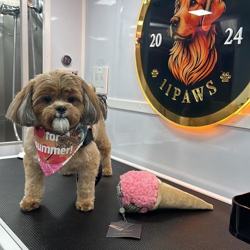 Me encantó la experiencia con 11 PAWS GROOMING, De