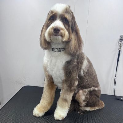 Avatar for Camila’s grooming