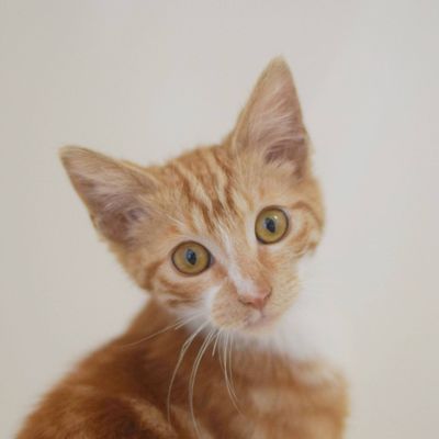 Avatar for Kitten Me Photography