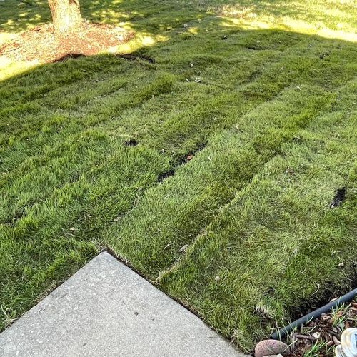 Sod Installation