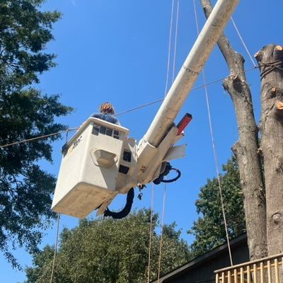 Avatar for Port-Land Tree Services