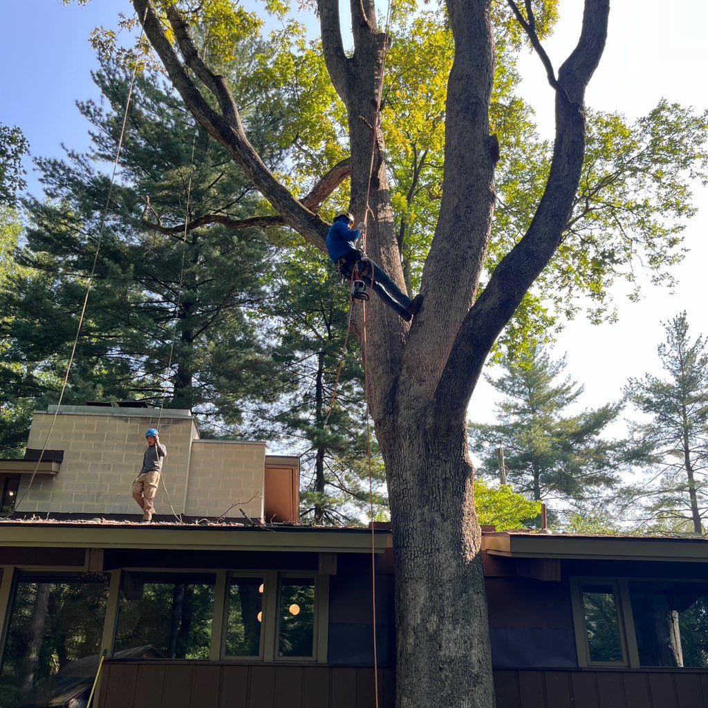 Morales tree service