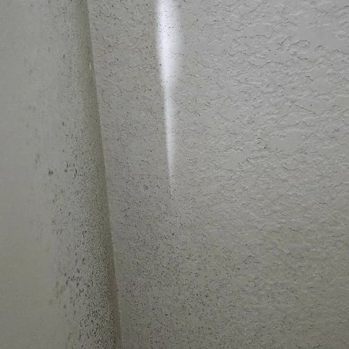 Mold Inspection and Removal