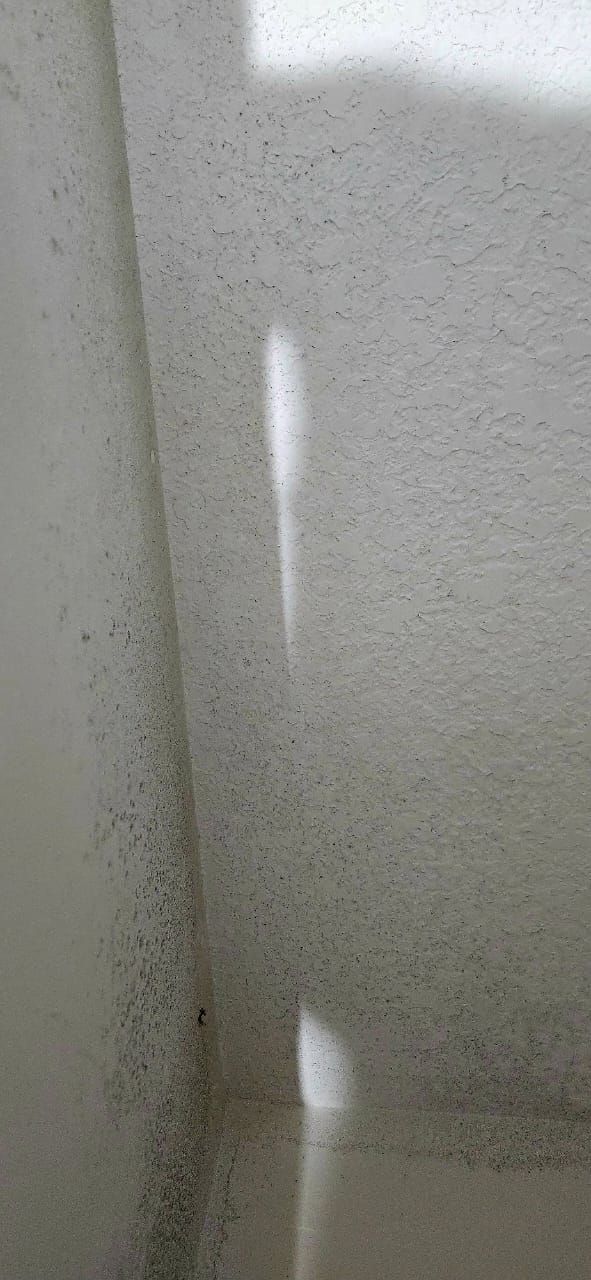 Mold Inspection and Removal