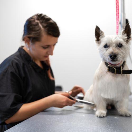 Dog Grooming