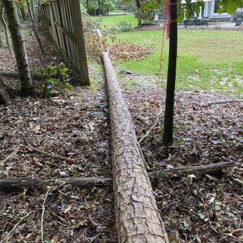 Tree Trimming and Removal