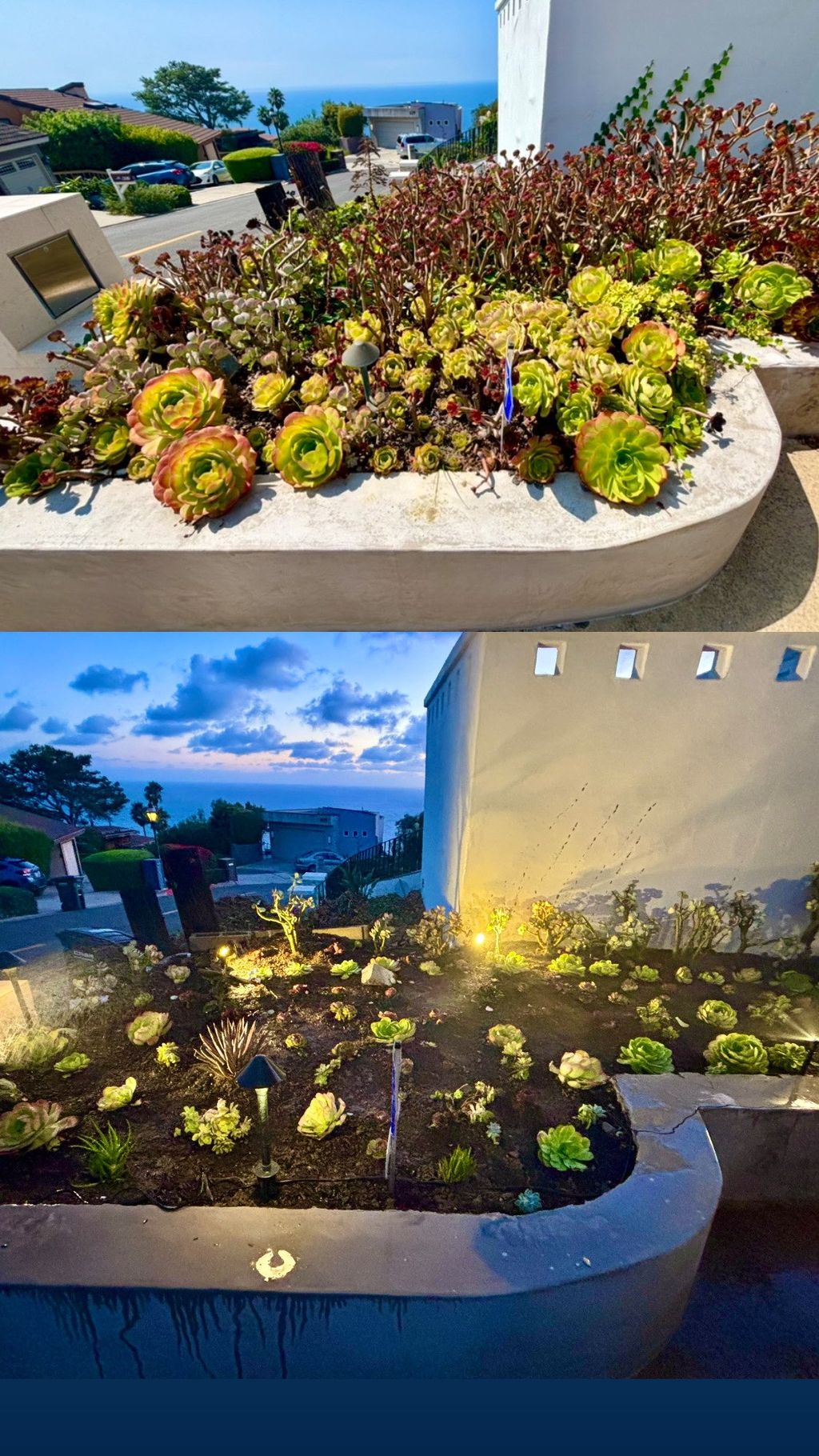 Redo succulent garden reusing plants with soil tre