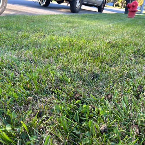 Full Service Lawn Care