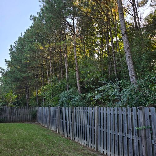 Did a great job trimming the pine trees along my b