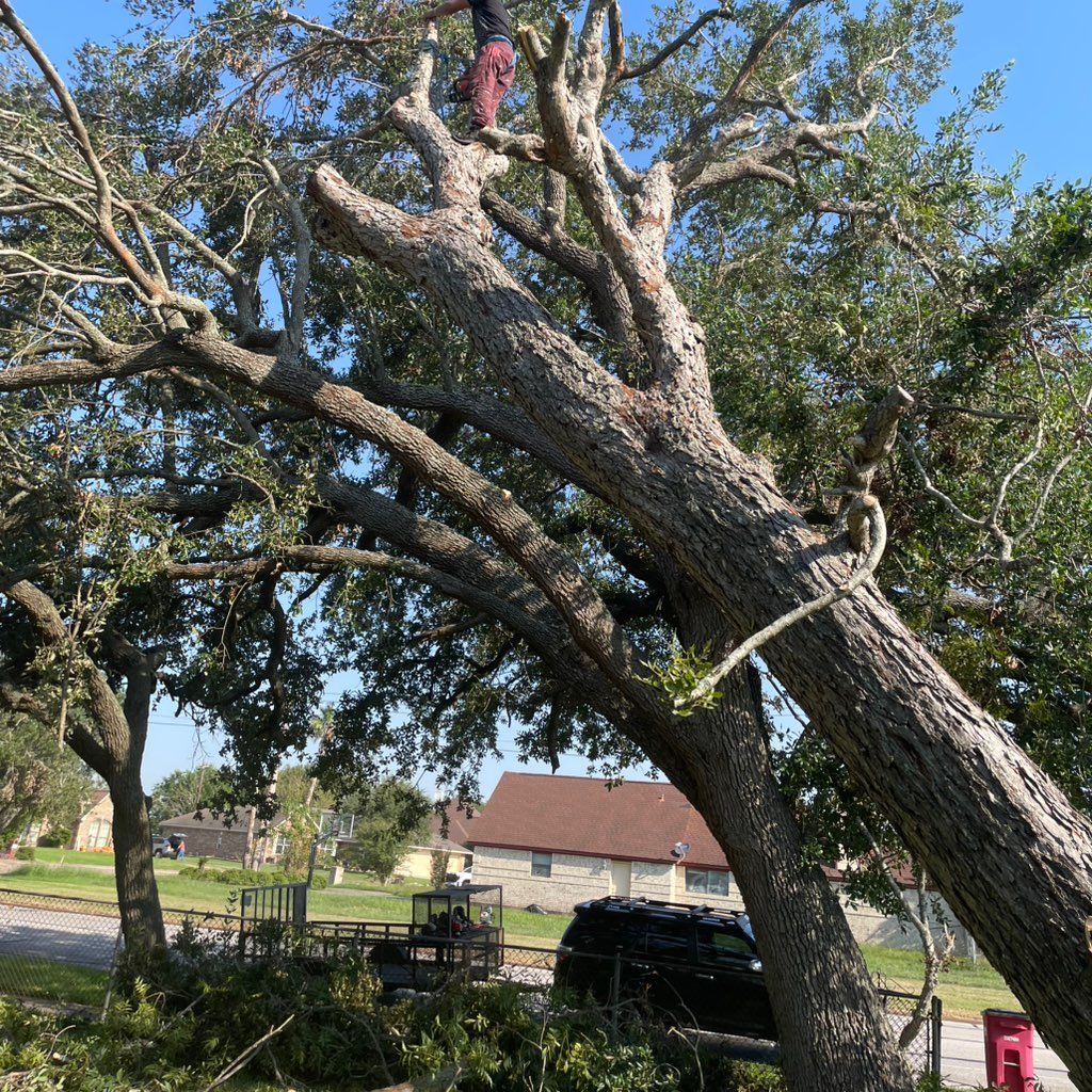 Alex's Tree service LLC