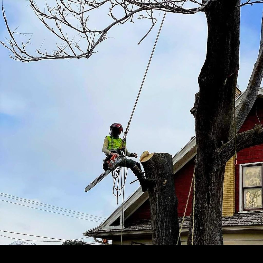 Samurai Sawyer Tree Service