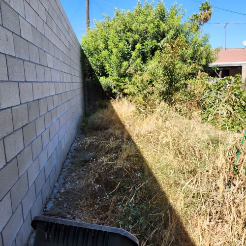 Shrub Trimming and Removal