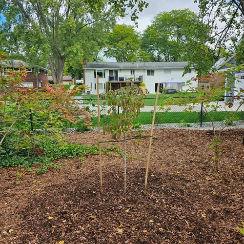 New tree planting and stabilized from the wind