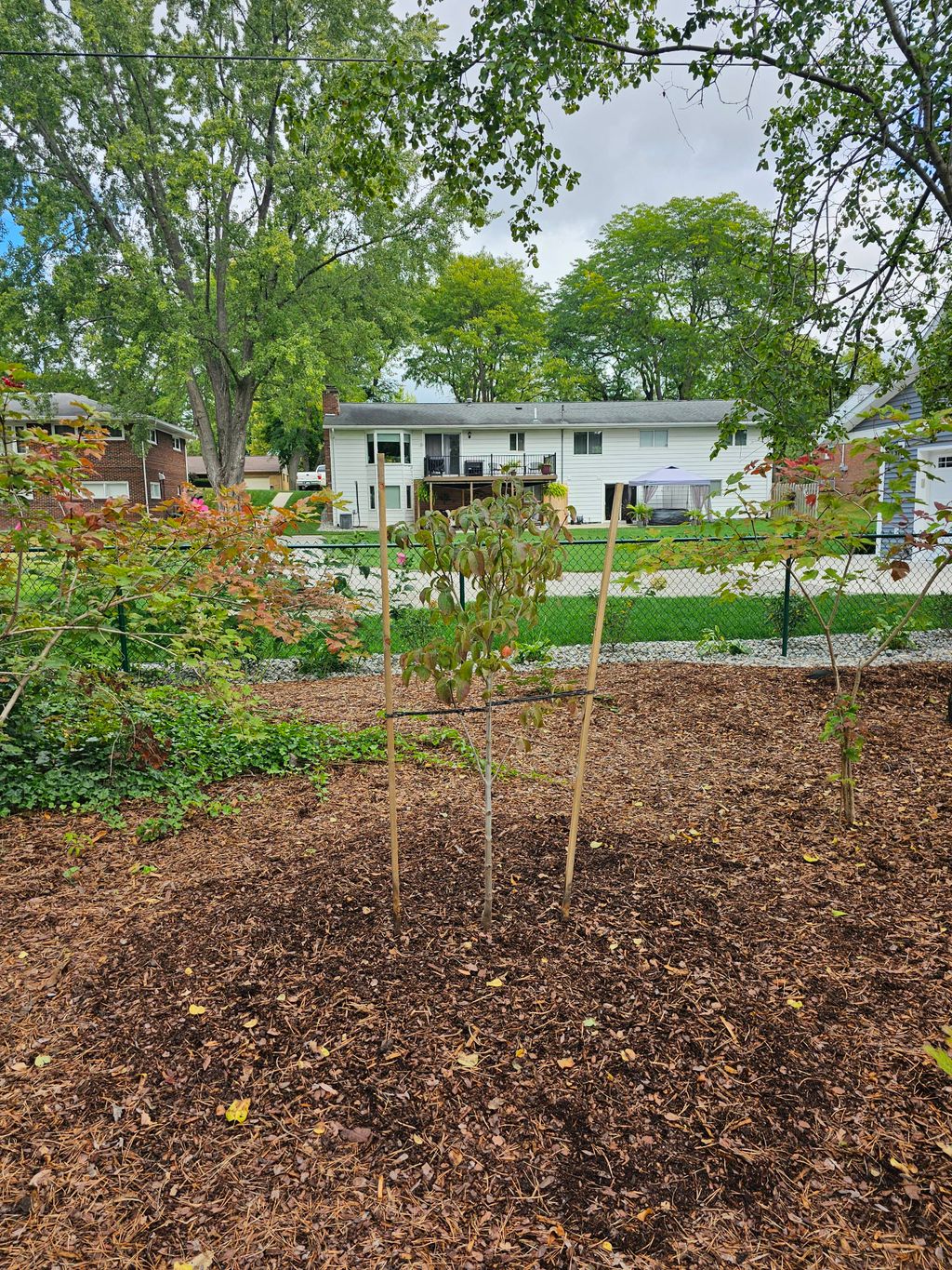 New tree planting and stabilized from the wind