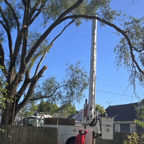 Tree Trimming and Removal