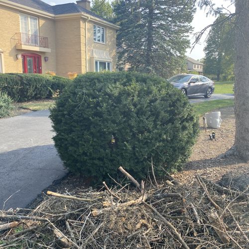 Tree Trimming and Removal