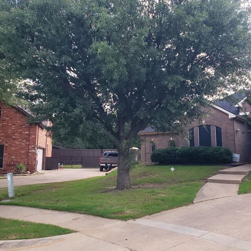 Tree Trimming and Removal