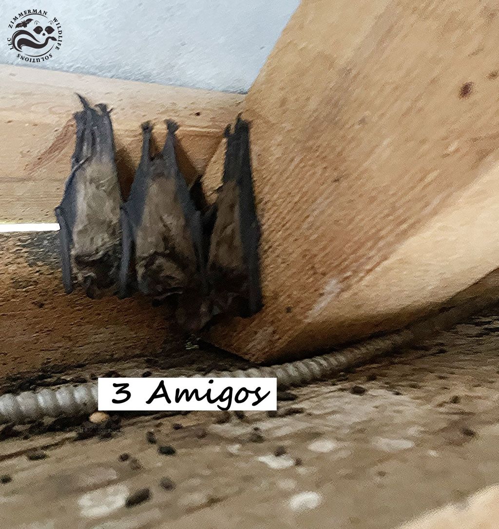 Bats