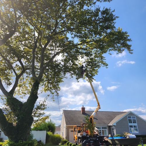 Tree Trimming and Removal