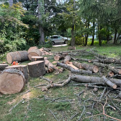 Tree Trimming and Removal