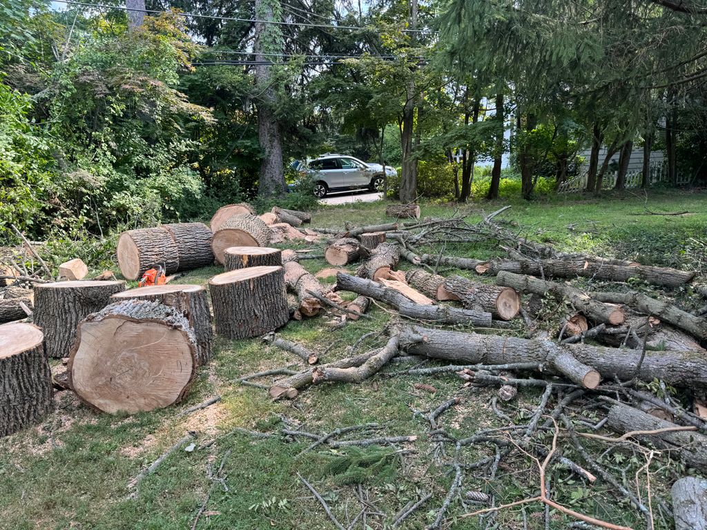 Tree Trimming and Removal