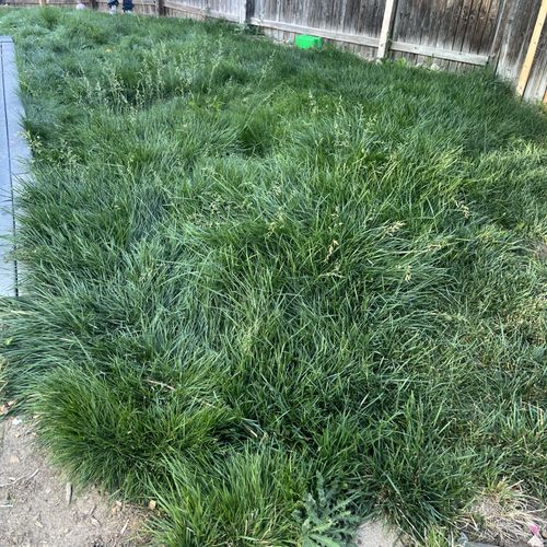 Lawn Mowing and Trimming