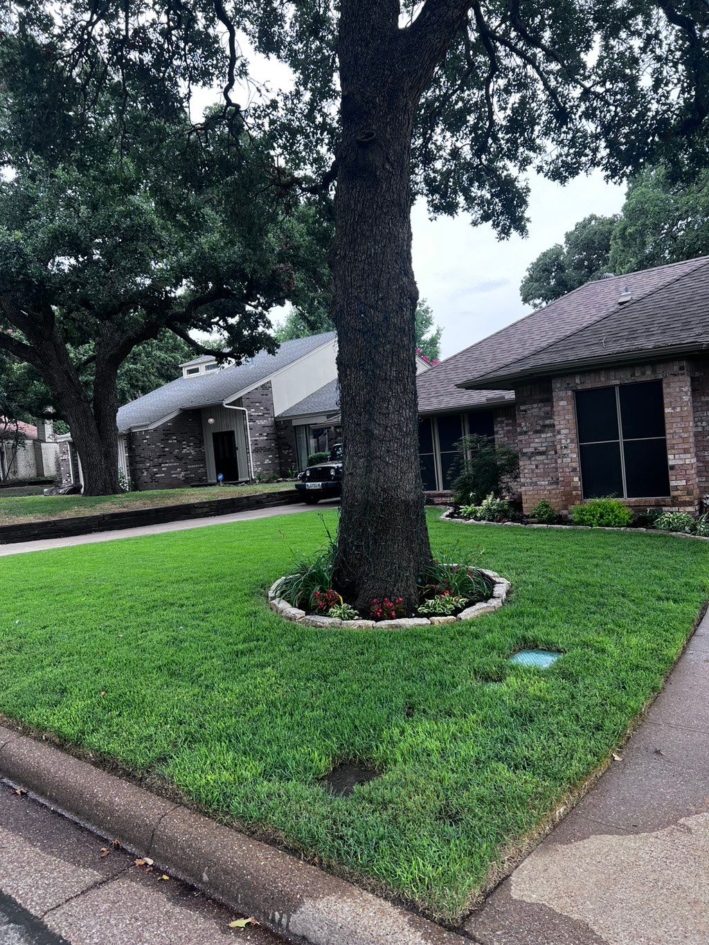 (1 Month After) Zoysia Palisades Installation
