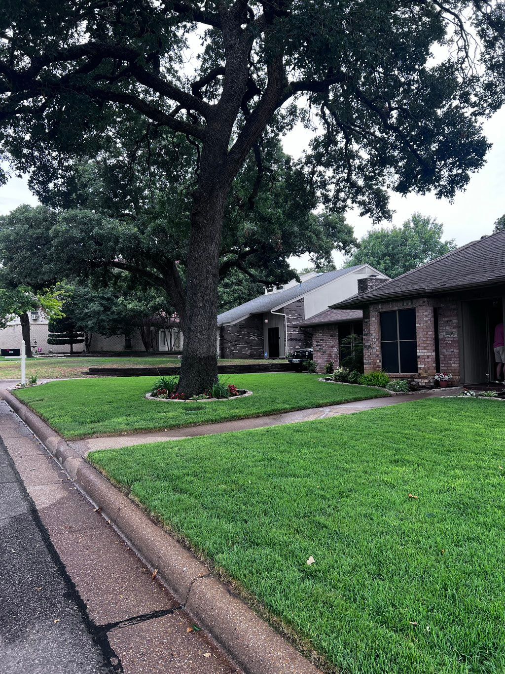 (1 Month After) Zoysia Palisades Installation