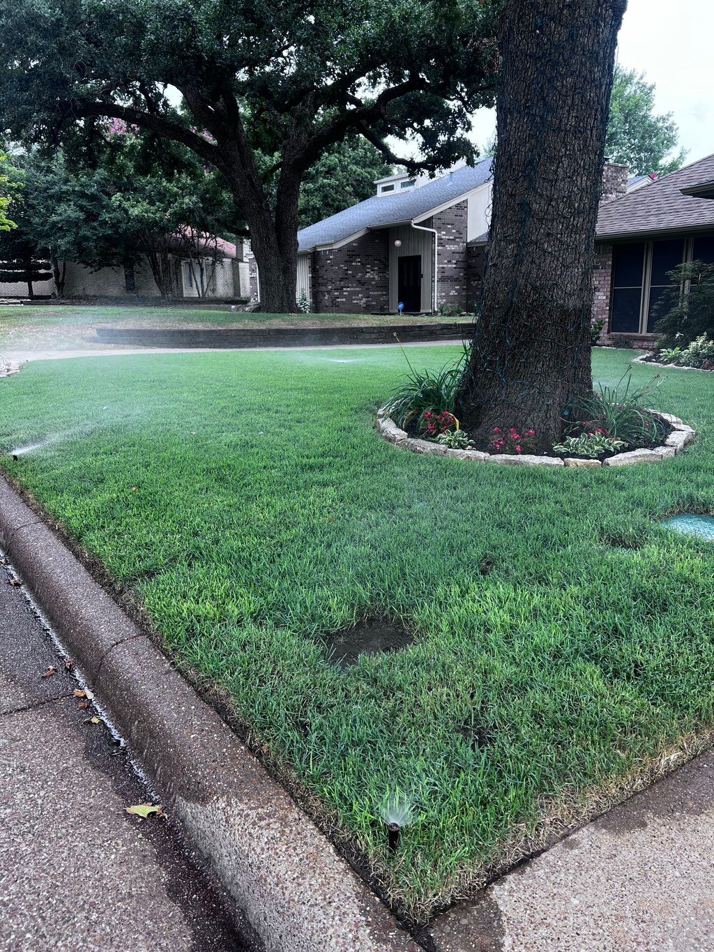 (1 Month After) Zoysia Palisades Installation