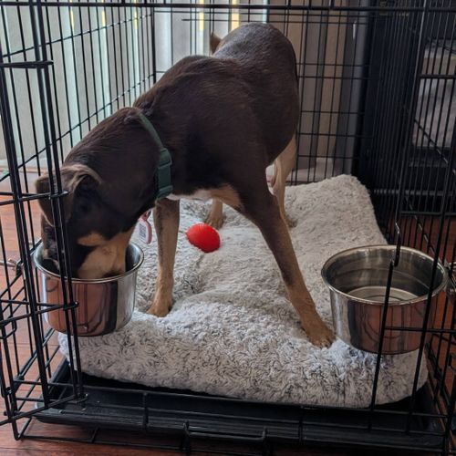 My dog Cookie is now comfortable with her crate! D