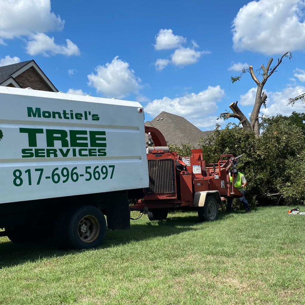 Montiel’s tree service