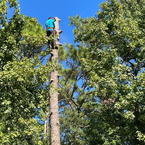 Tree removal