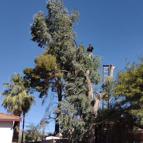 tree removal