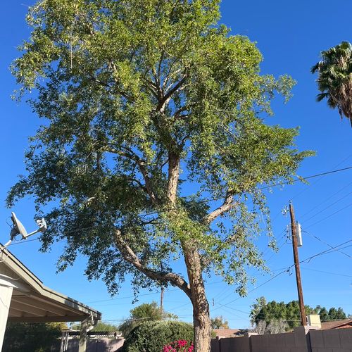 From beginning to end Emilio’s Tree Service exceed