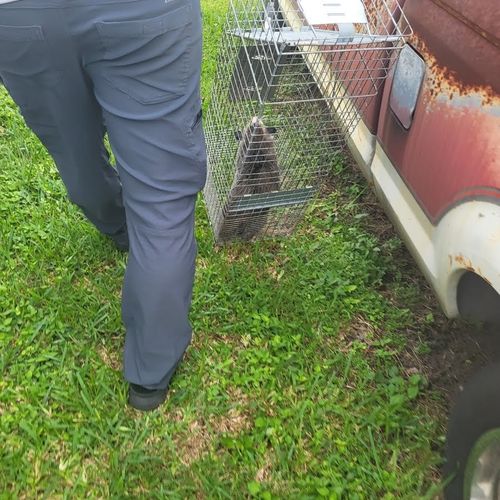 Quick Response to remove wild Opossum hiding in ba