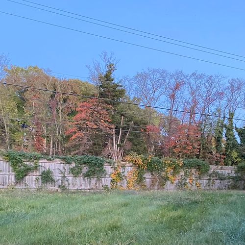 Before - Vines and poison ivy overgrown over fence