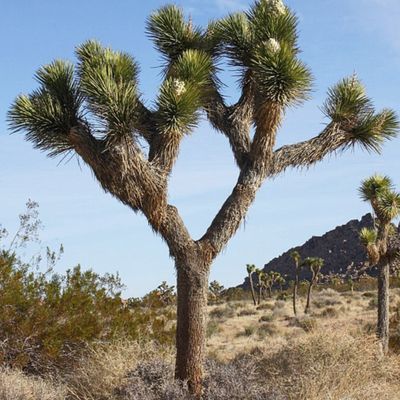 Avatar for Joshua Tree Landscape Construction