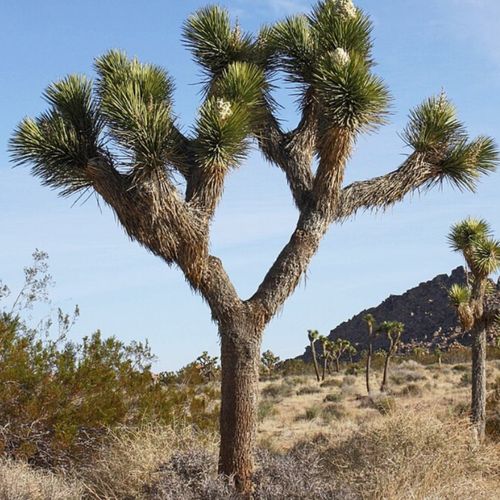Joshua Tree Landscape Construction