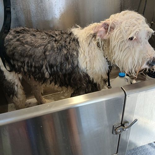 Nothing like a bath in a mobile grooming truck