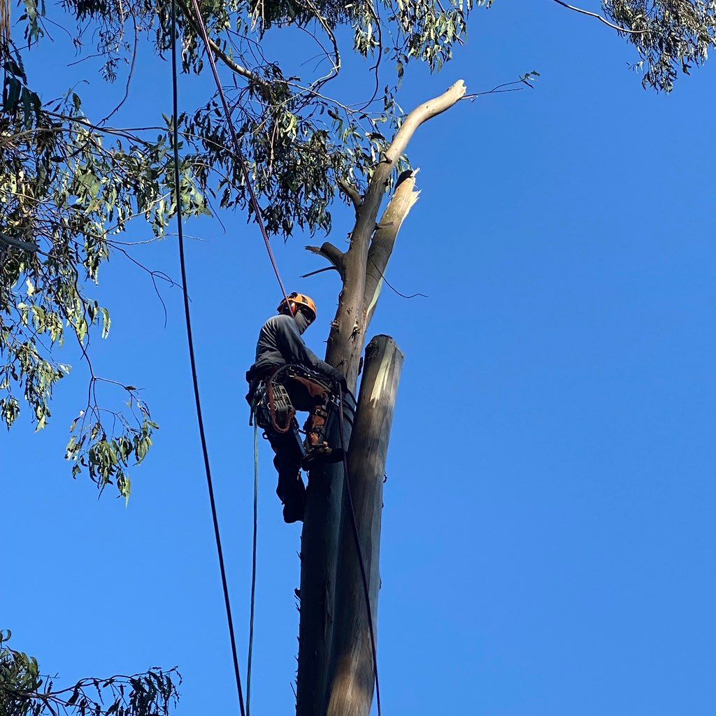 Jperez Tree Service