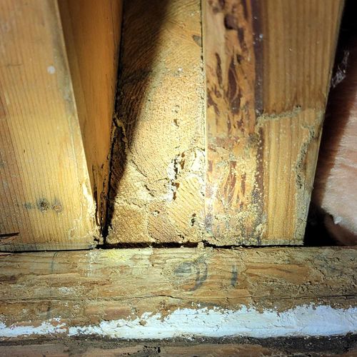 Termite Shelter tubing on basement floor joist