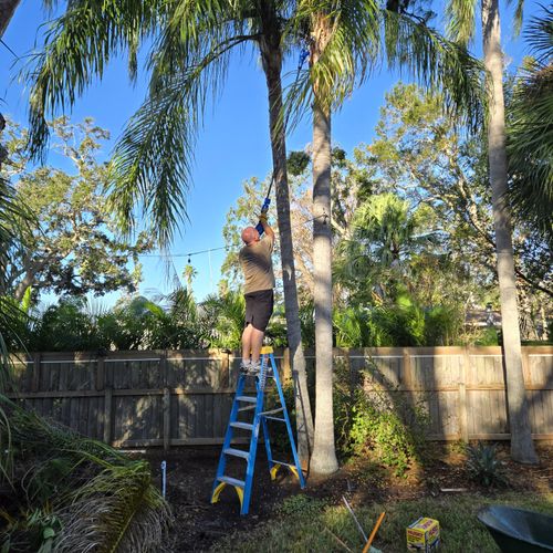 Tree Trimming and Removal