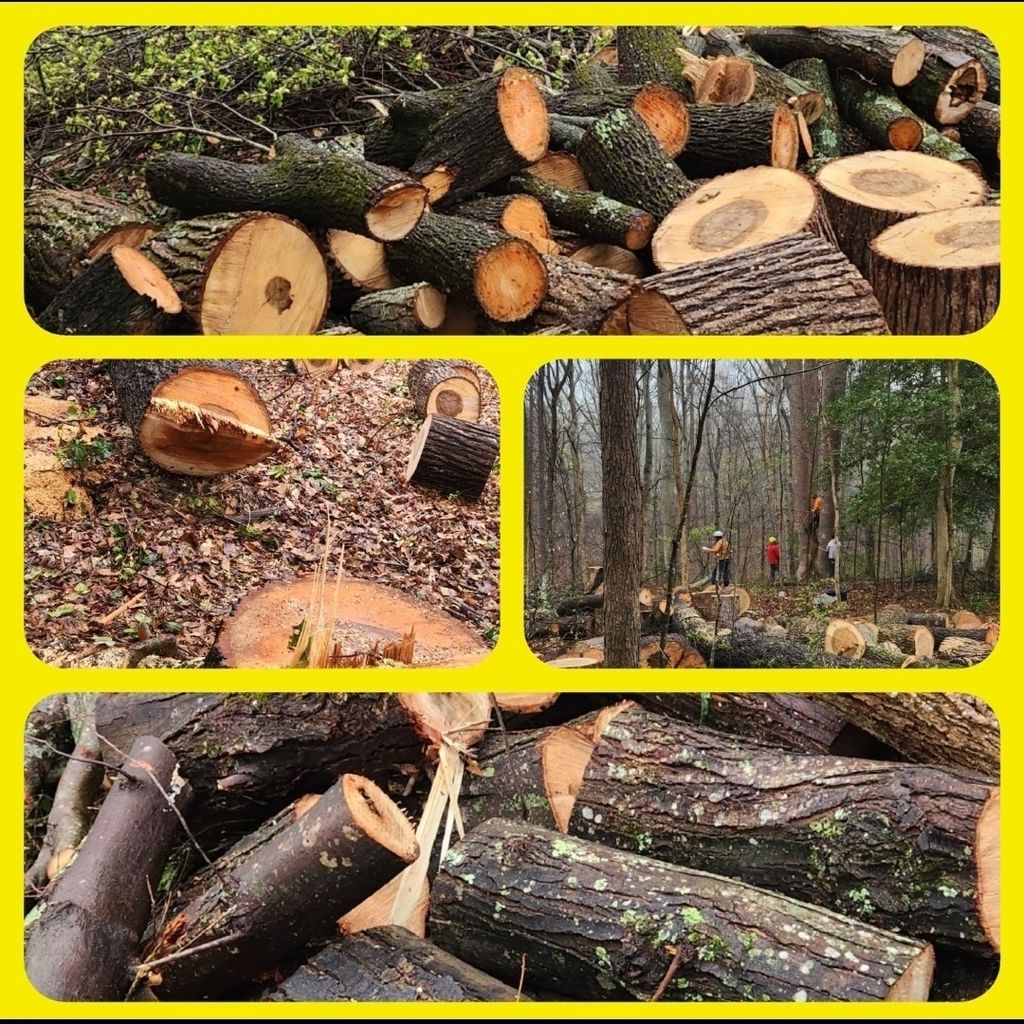 Tree Cutting Service