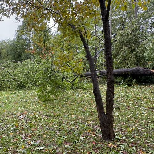 Post hurricane Helene we had several large trees d