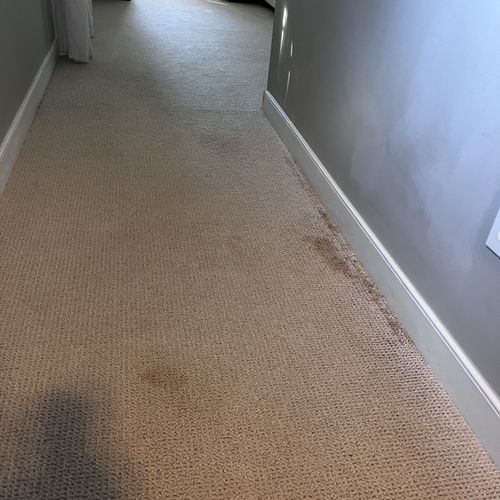 Carpet Cleaning