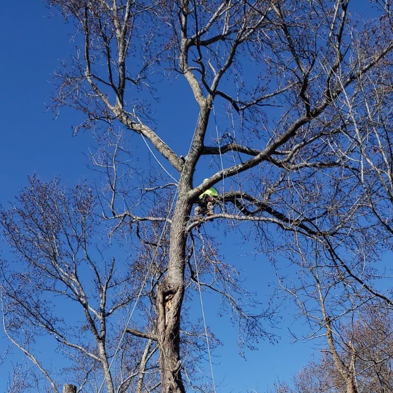 Tobar Tree Removal & Landscaping