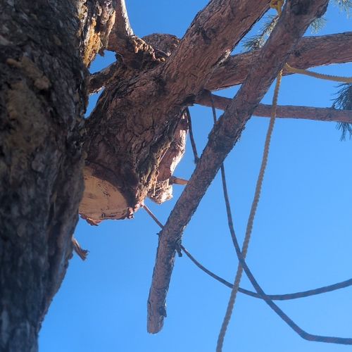 Tree Trimming and Removal